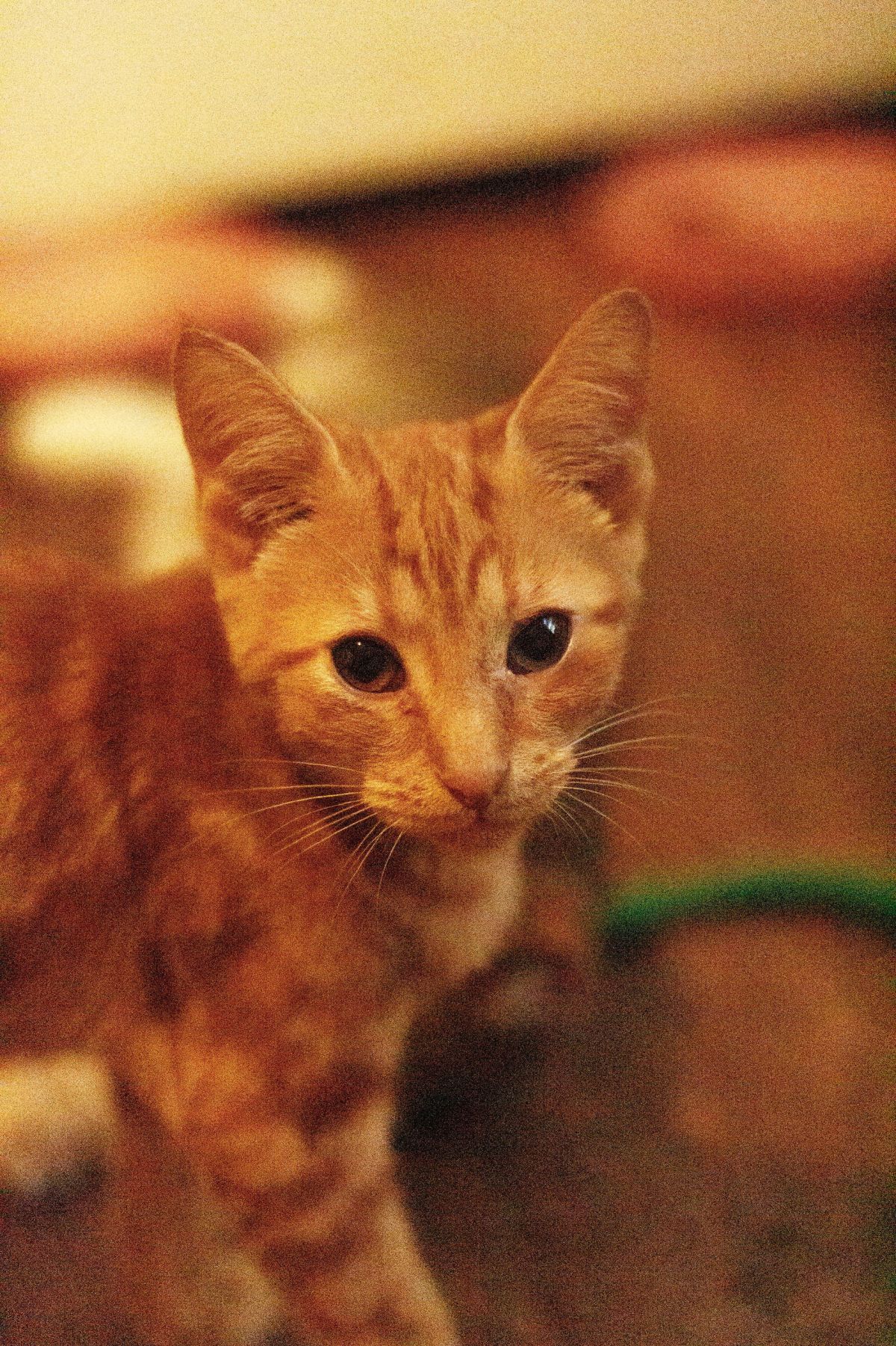 OJ, a Kindred Tails rescue cat